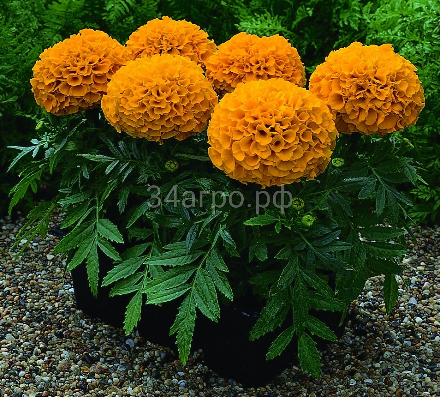 Бархатцы прямостоячие Антигуа Оранж 100 семян