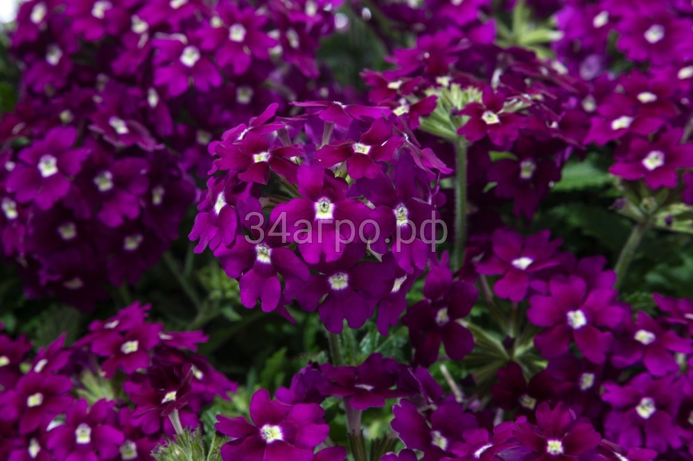 Вербена Кварц Икс Пи Парпл 100 семян