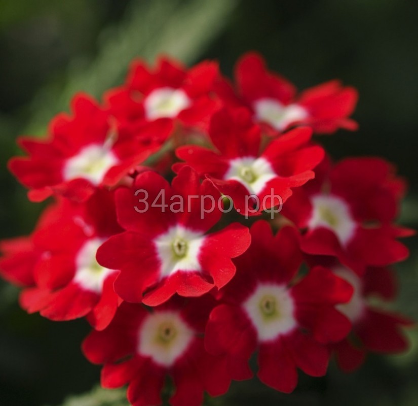 Вербена Обсешн Ред виз Ай 100 семян