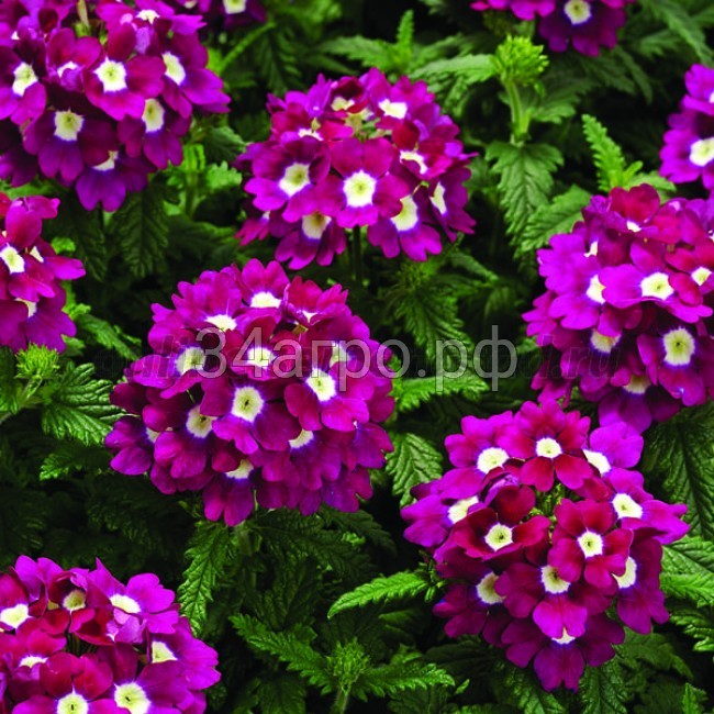 Вербена Тускани Бургунди виз Ай 100 семян