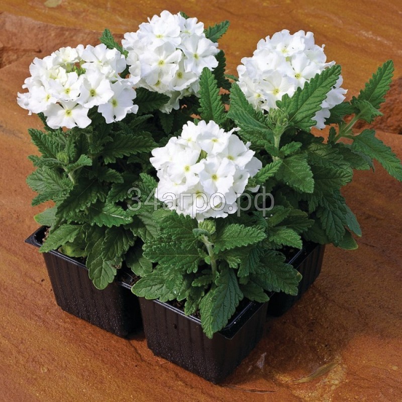 Вербена Тускани Вайт 100 семян