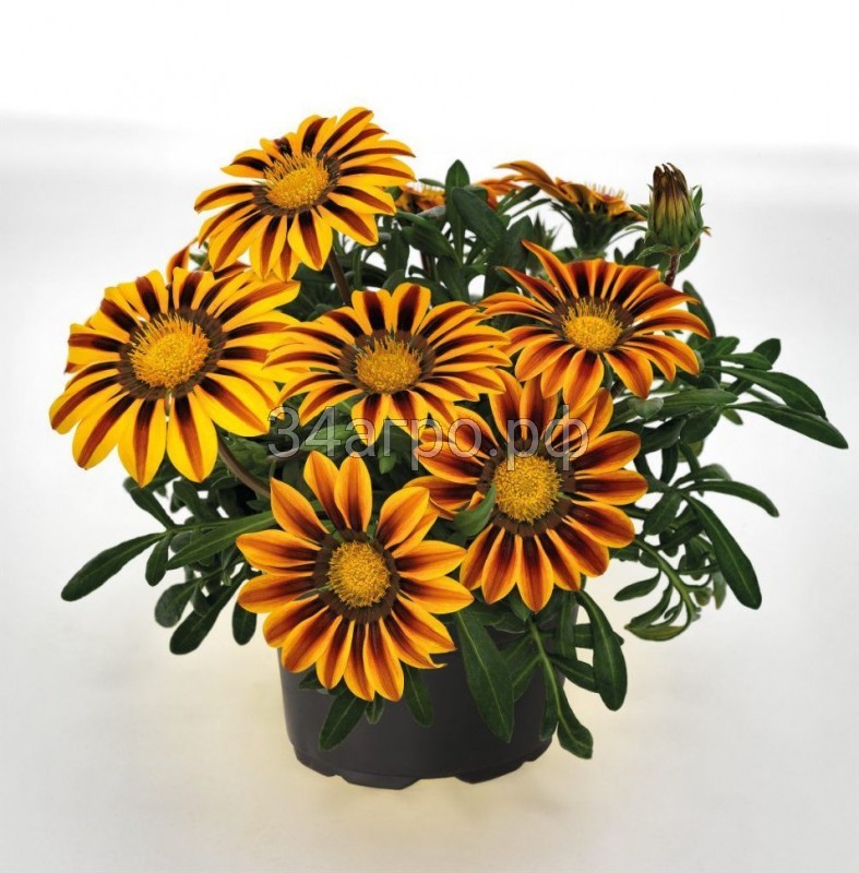 Газания Зени F1 Оранж Флейм 100 семян