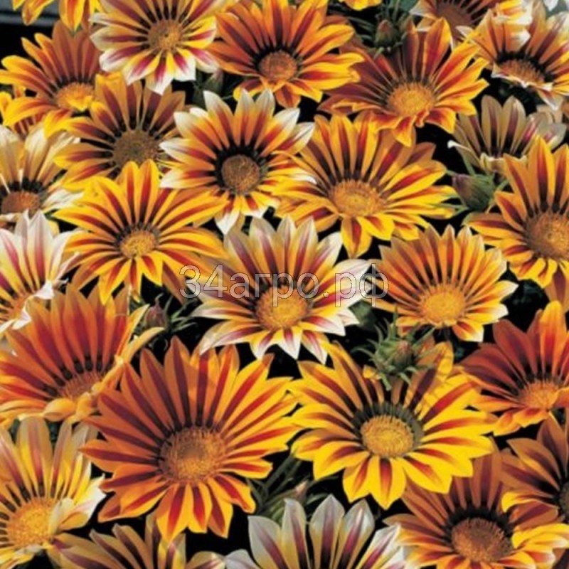 Газания Нью Дэй Тайгер Микс 100 семян