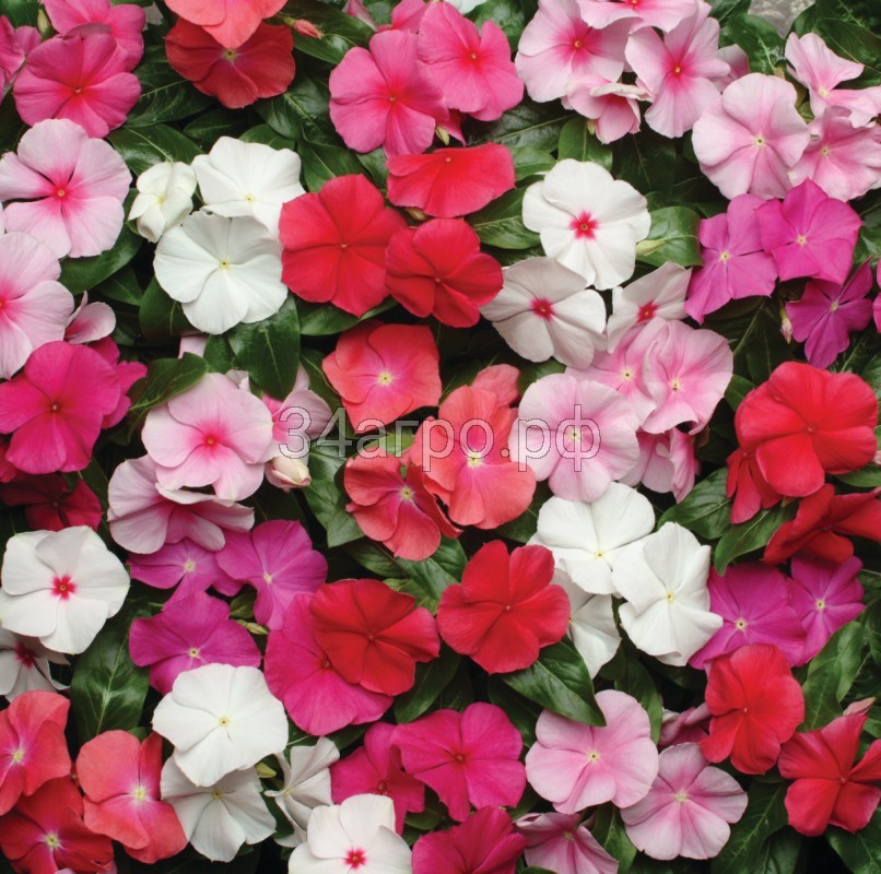 Катарантус Пацифика ИксПи Микс 100 семян