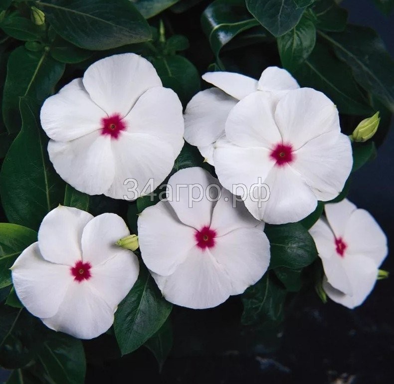 Катарантус Пацифика ИксПи Полька Дот 100 семян