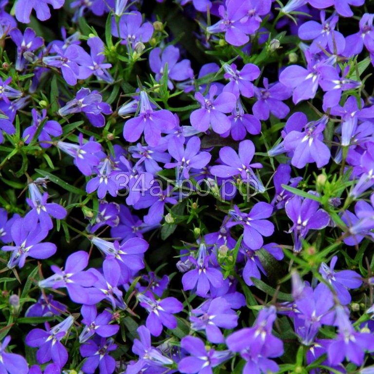 Лобелия прямостоячая Палас Роял 100 м/драже