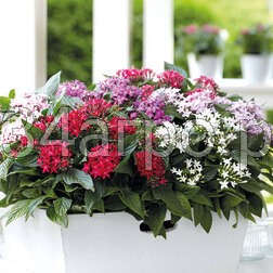 Пентас Граффити 20/20 Микс 100 драже