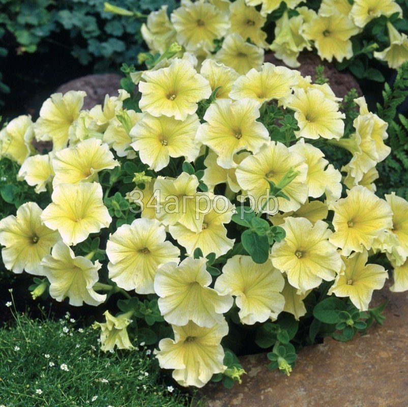 Петуния грандифлора Дольче Лимонселло 100 драже