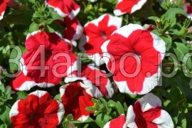 Петуния грандифлора Дримс Ред Пикоти 100 драже