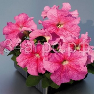 Петуния грандифлора Лимбо Джи Пи Роуз Вейнед 100 драже