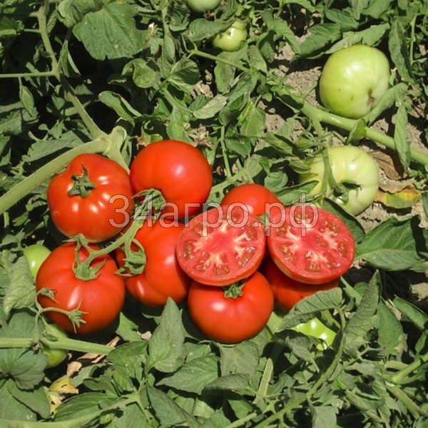 Томат Терра Кота F1 100 семян