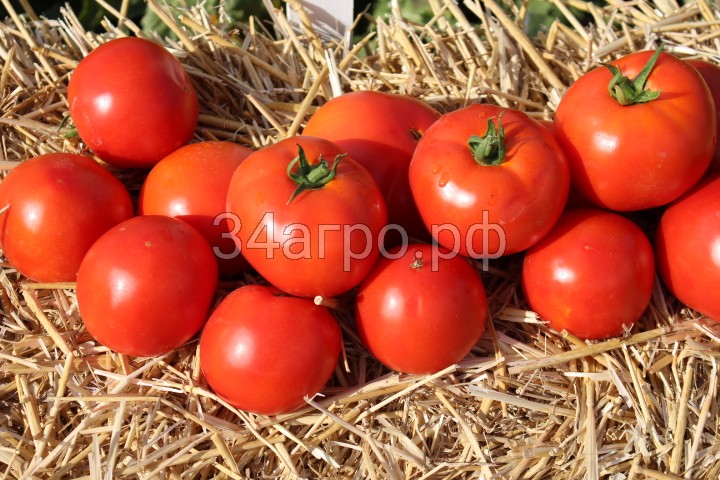 Томат Таня F1 50 семян