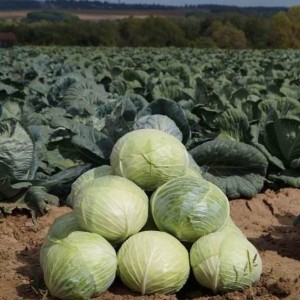 Капуста белокочанная Ларсия F1 2500 семян