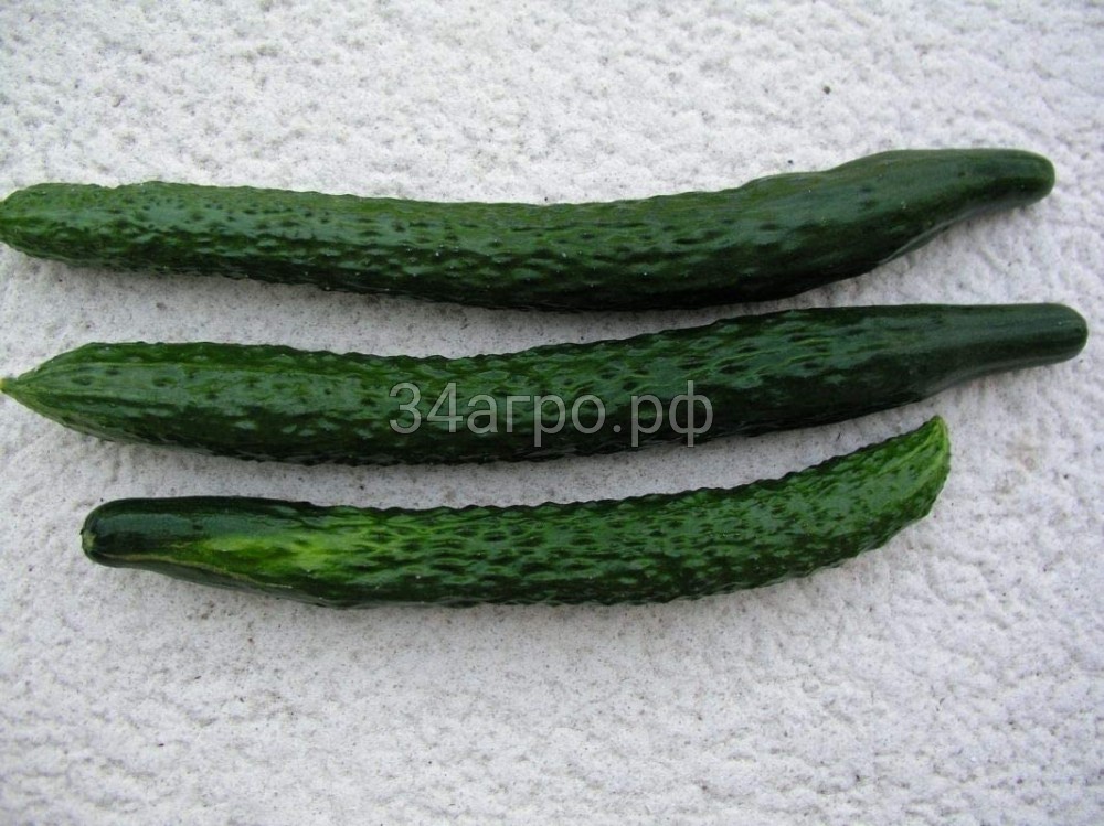 Огурец Тести Грин F1 50 семян