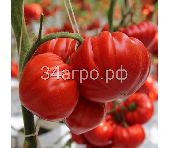 Томат Сарра F1 10 семян