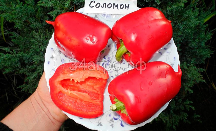 Перец сладкий Соломон Агро 10 гр.