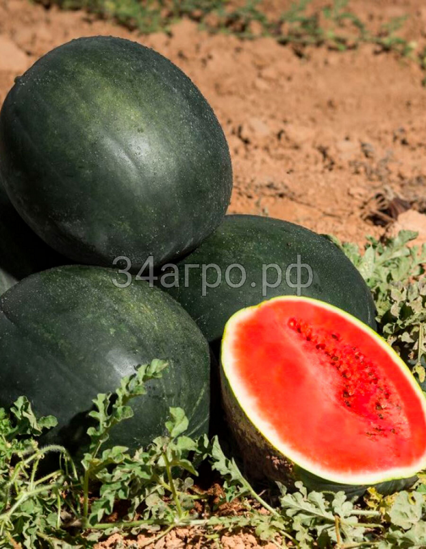 Арбуз Огонек 50 гр