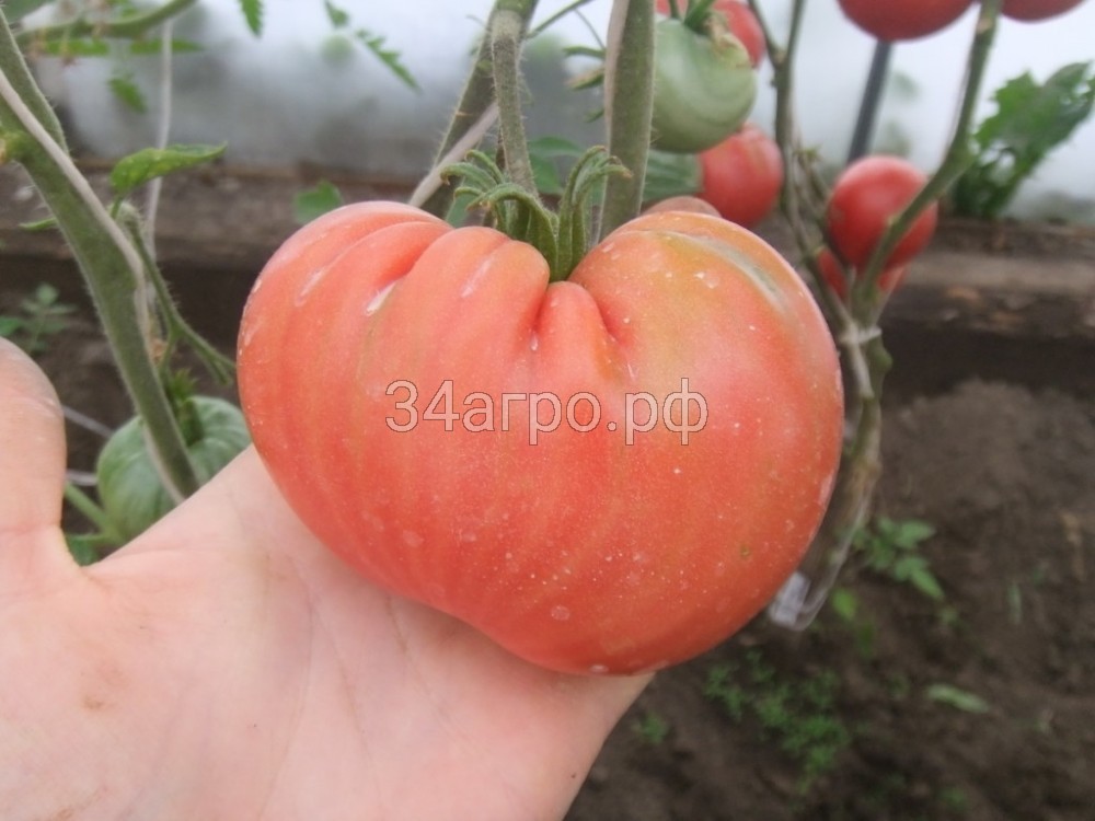 Томат Воловье сердце розовое 50 гр