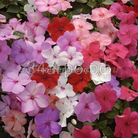 Бальзамин Баланс Микс 100 семян