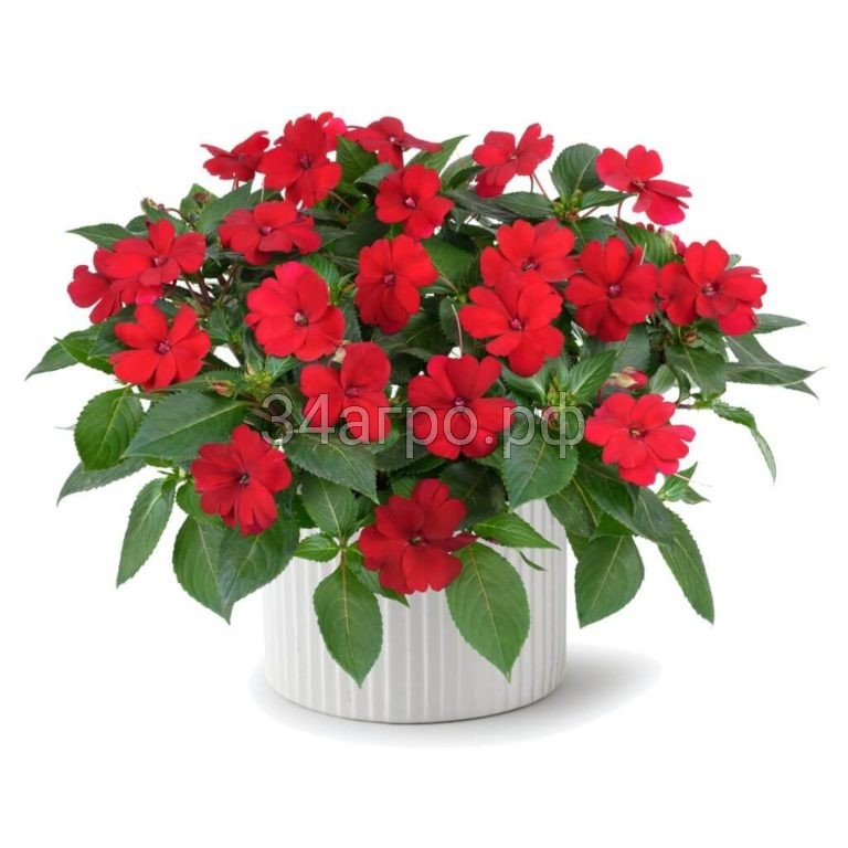 Бальзамин Баланс Ред 100 семян