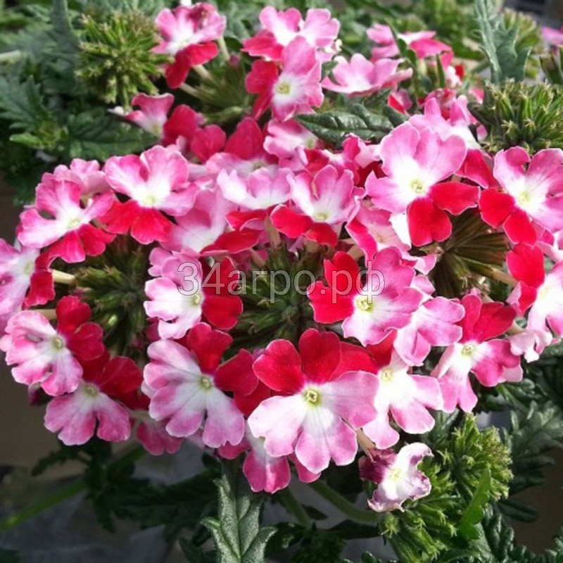 Вербена Обсешн Твистер Ред 100 семян