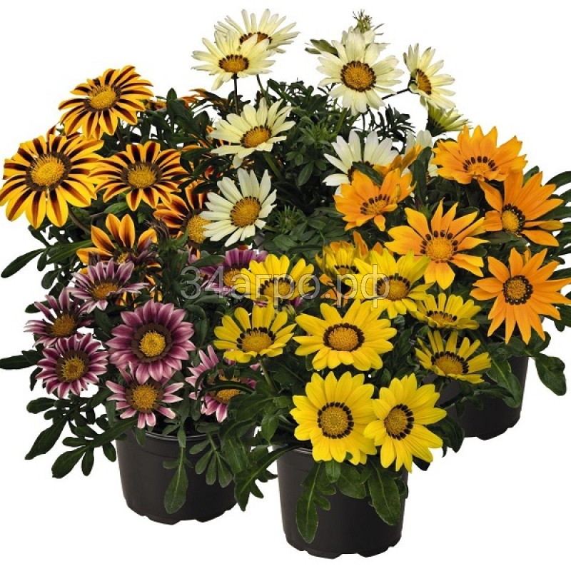 Газания Зени F1 Микс 100 семян