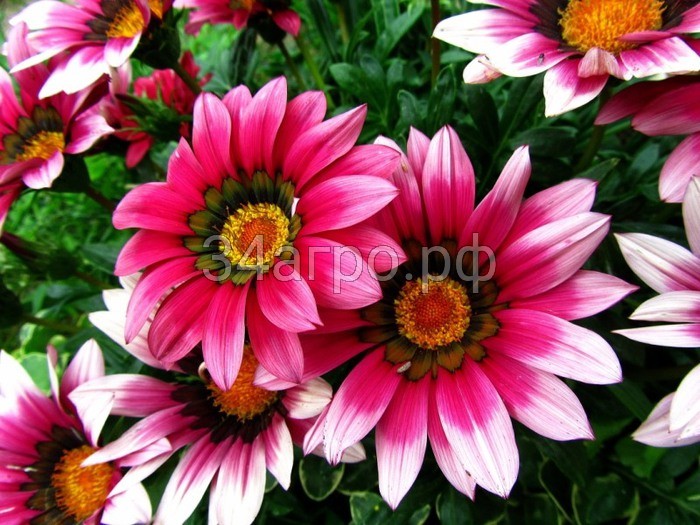 Газания Кисс F1 Роуз 100 семян