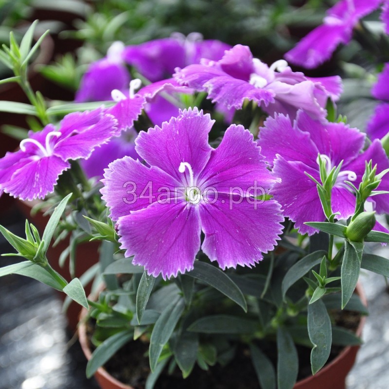 Гвоздика Диана Блюберри 100 семян