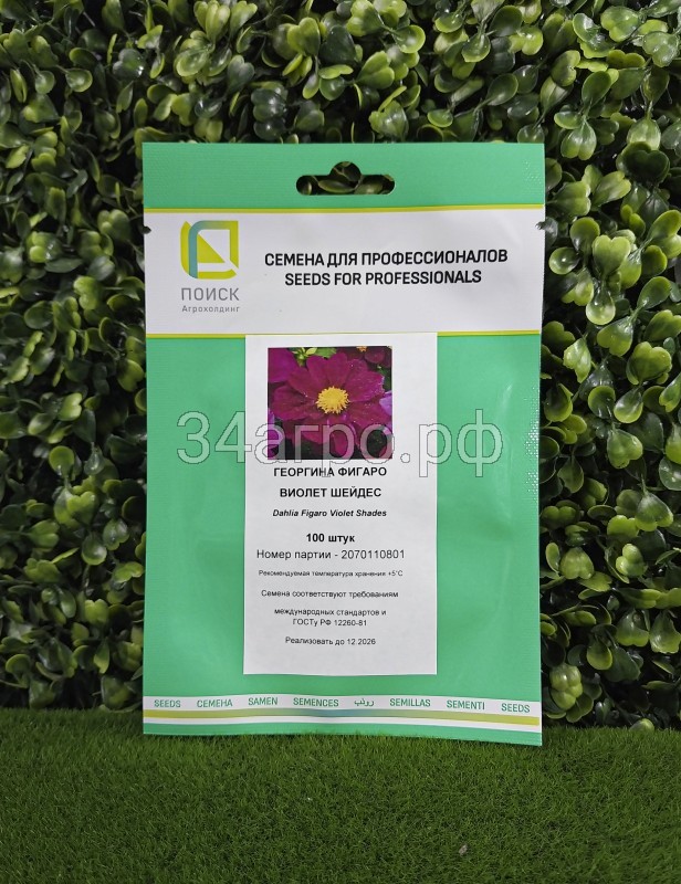 Георгина Фигаро Виолет Шейдес 100 семян