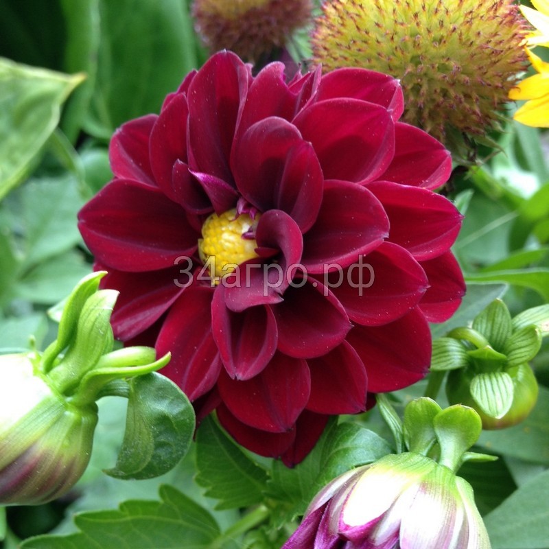 Георгина Фигаро Виолет Шейдес 100 семян