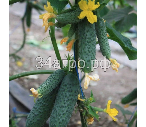 Огурец Гуннар F1 25 семян