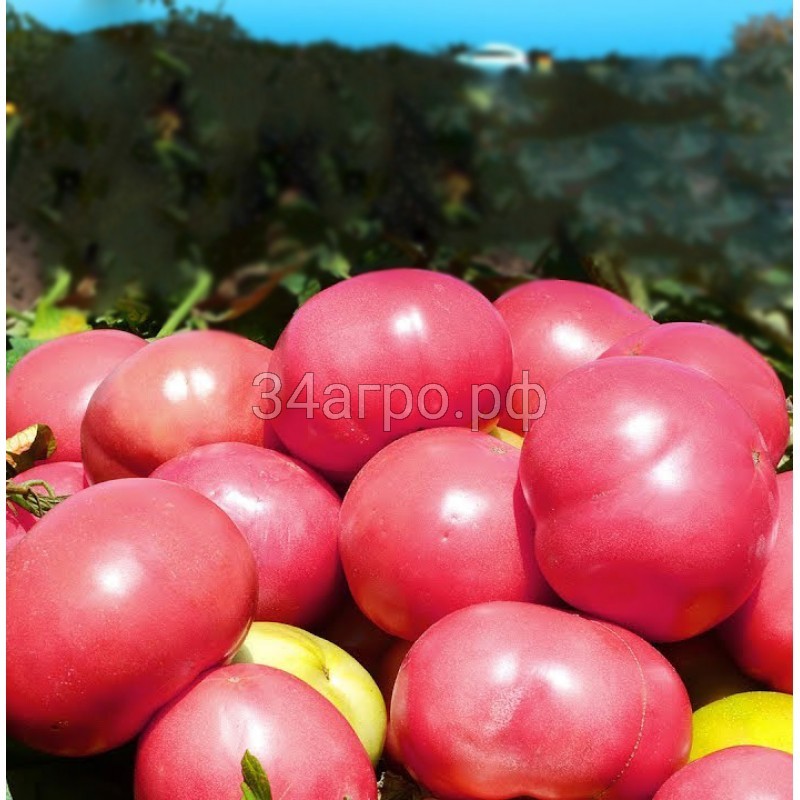 Томат АВ-530 F1 100 семян