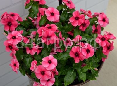 Катарантус Тату Распберри 100 семян