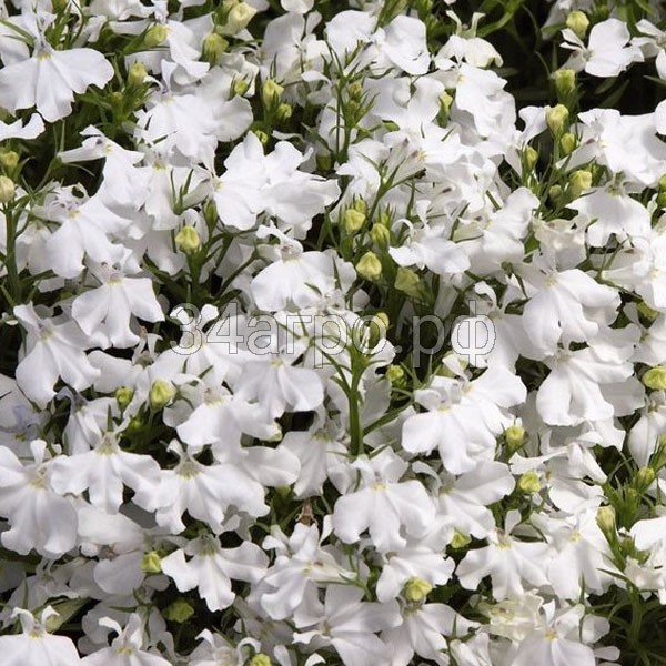 Лобелия прямостоячая Палас Вайт 100 м/драже