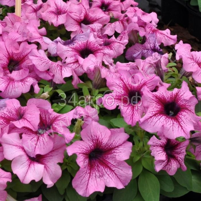 Петуния грандифлора Лимбо Джи Пи Орхид Вейн 100 драже