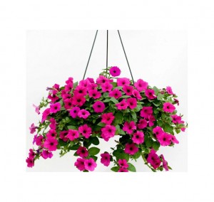 Петуния почвопокровная Гарден Бьюти 100  драже