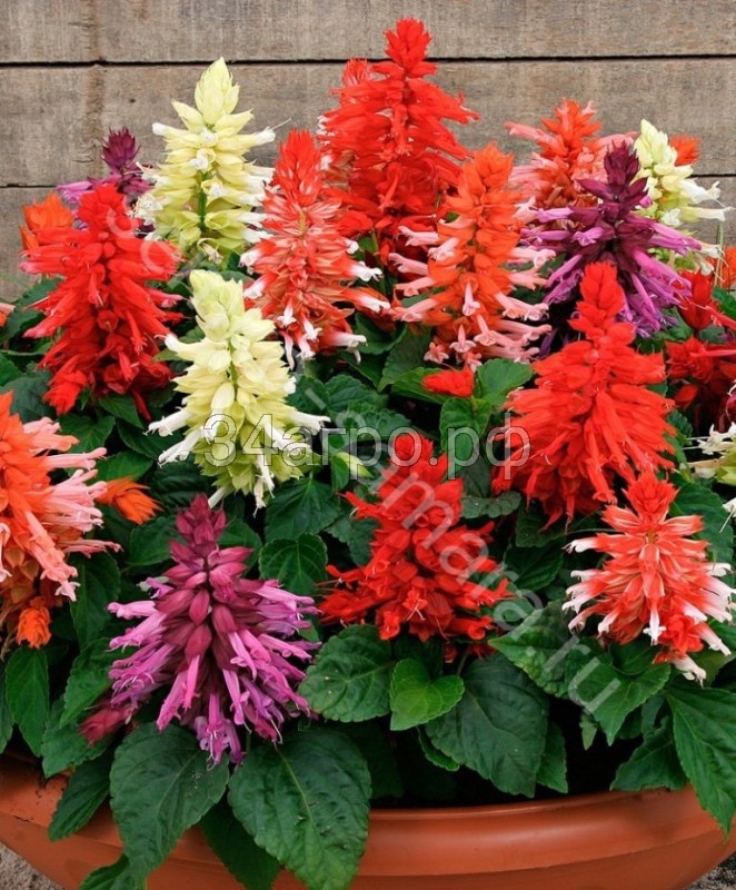 Сальвия Редди Микс 100 семян