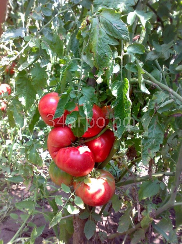 Томат Розовый гигант 20 гр