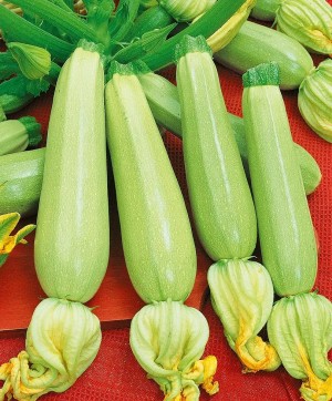 Кабачок Астроном 20гр.