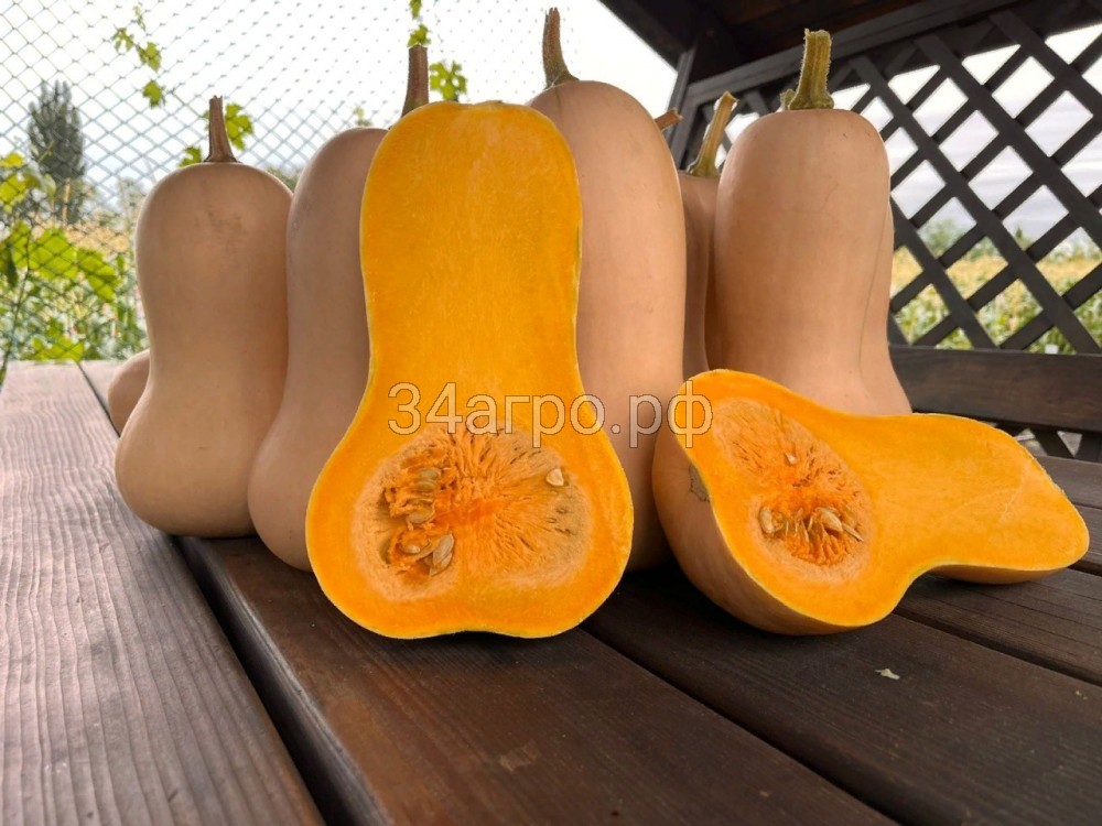 Тыква Бетта (BTG-11312) F1 25 семян