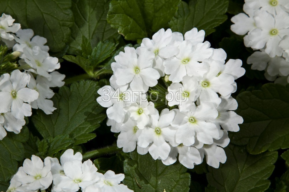 Вербена Кварц ИксПи Вайт 100 семян