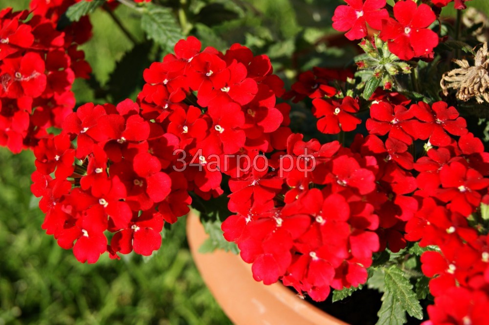 Вербена Кварц Икс Пи Скарлет 100 семян