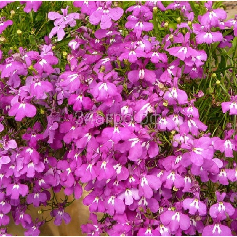 Лобелия прямостоячая Ривьера Роуз 100 м/драже