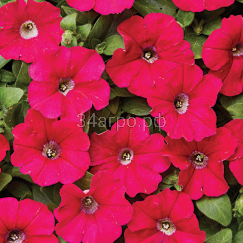 Петуния минифлора Карлик Темно-розовая 100 драже