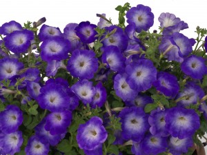 Петуния мультифлора Джоконда Сатурн Блю 100 драже