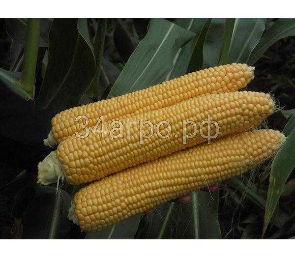 Кукуруза Киара F1 5000 семян