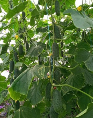 Огурец Проскор F1 1000 семян