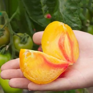 Томат Мадрид F1 1000 семян