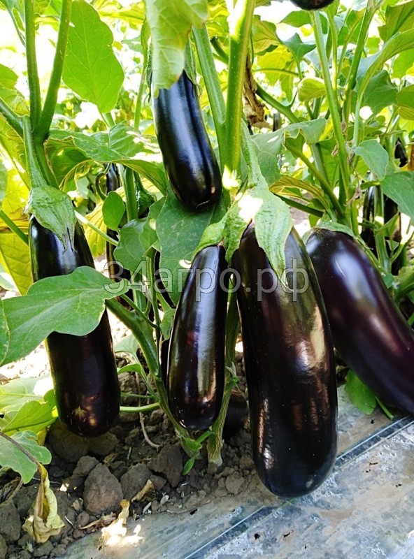 Баклажан Лима F1 1000 семян