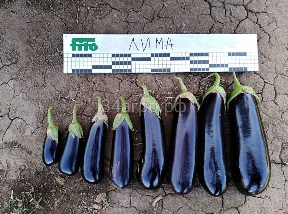 Баклажан Лима F1 1000 семян